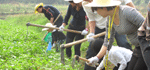 農(nóng)場活動